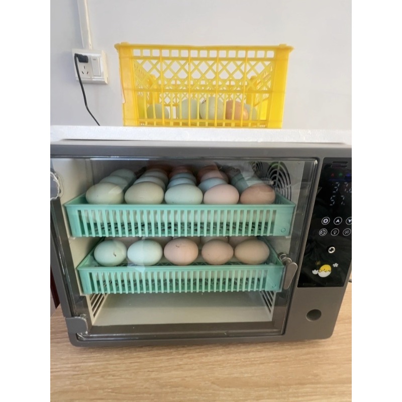 Прямые поставки с завода: полн – обзор и цена Quail Egg Incubator
